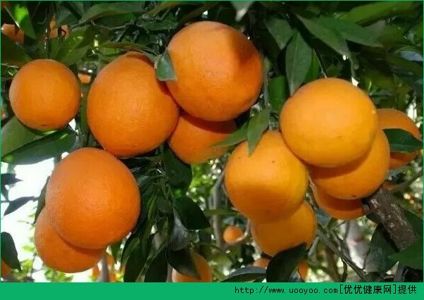 橙子和牛奶能一起吃吗？橙子牛奶同食影响消化吸收(4)