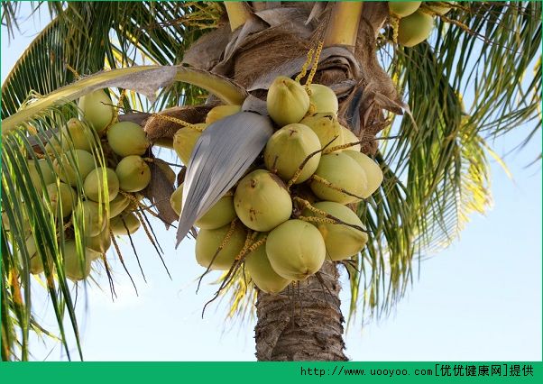 肺炎能吃椰子吗？肺炎吃椰子有哪些好处？(3)