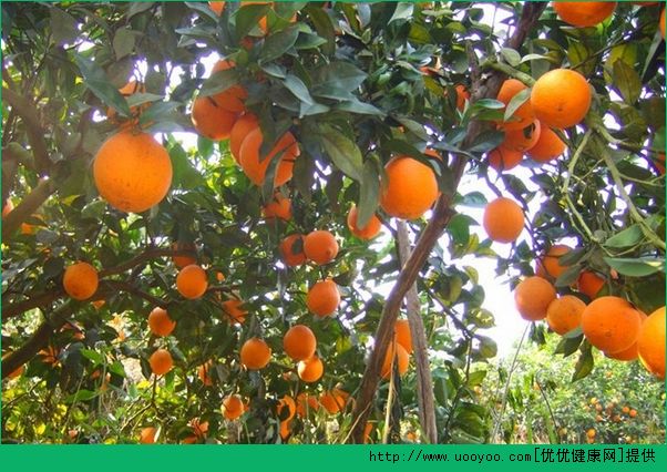 橙子能和柿子一起吃吗？橙子和柿子可以同吃吗？(5)