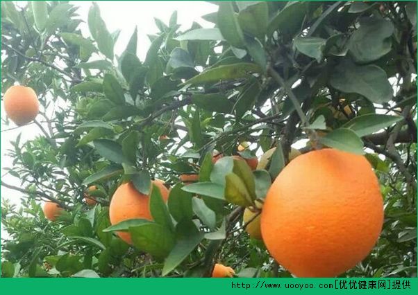 橙子和什么榨汁好喝？橙子能和什么水果一起榨汁？(4)