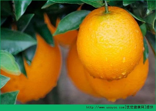 橙子和什么榨汁好喝？橙子能和什么水果一起榨汁？(1)