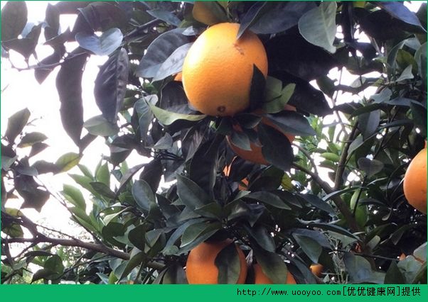 脐橙和橙子一样吗？橙子和脐橙的区别介绍(5)