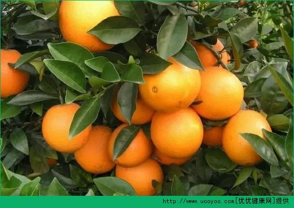 橙子皮有什么作用？橙子皮的功效与作用介绍(5)