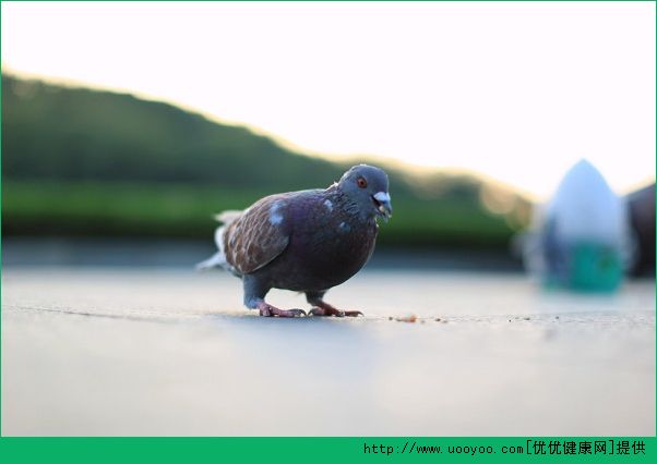 肺炎能吃鸽子吗？肺炎吃鸽子有什么影响？(1)