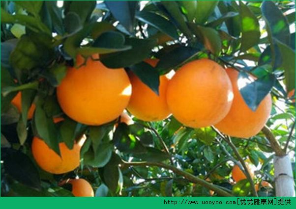 橙子和柚子的区别是什么？橙子和柚子哪个好？(5)