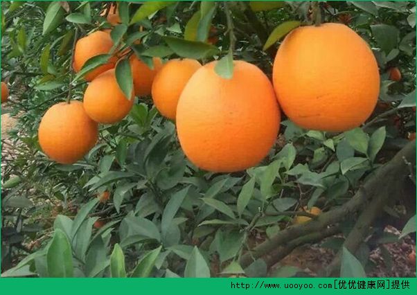 橙子和桔子有什么区别？橙子和桔子的区别介绍(5)