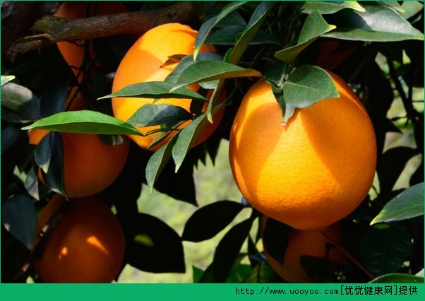 橙子和猕猴桃能一起吃吗？橙子和猕猴桃能一起榨汁吗？(1)