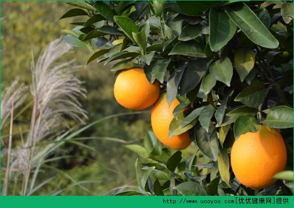 橙子和猕猴桃能一起吃吗？橙子和猕猴桃能一起榨汁吗？(4)