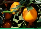 橙子和猕猴桃能一起吃吗？橙子和猕猴桃能一起榨汁吗？[多图]