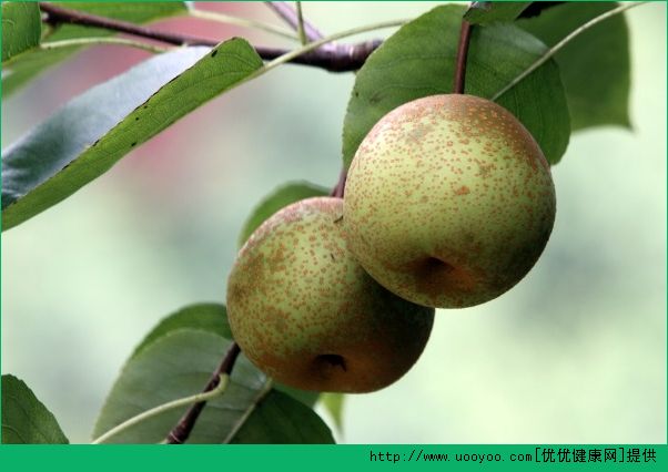 梨子的功效与作用 吃梨有什么好处？(3)