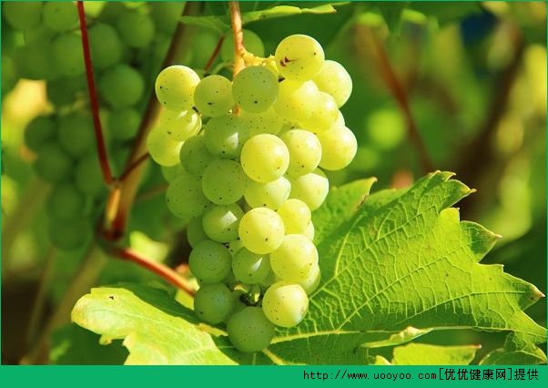 肺炎能吃葡萄吗？肺炎吃葡萄有什么效果？(4)