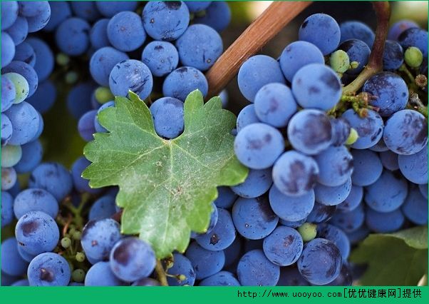 肺炎能吃葡萄吗？肺炎吃葡萄有什么效果？(5)
