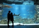 蓝色大海的传说第三集水族馆在哪里 韩国COEX水族馆介绍门票