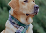 神犬小七还有第三季吗什么时候播 神犬小七第三季主演是原班人马吗