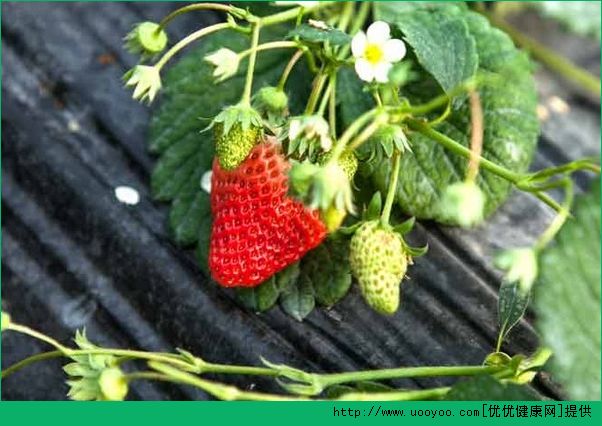 草莓有什么营养？草莓的营养价值及功效介绍(3)
