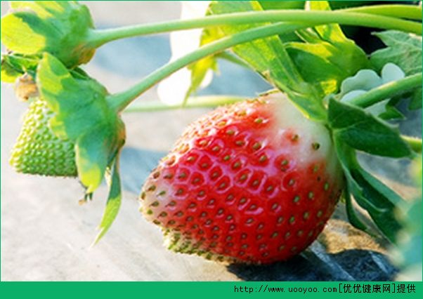 草莓有什么营养？草莓的营养价值及功效介绍(1)