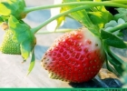 草莓有什么营养？草莓的营养价值及功效介绍[多图]