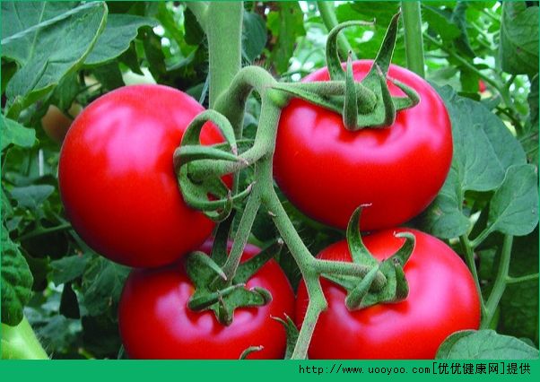 血栓能吃番茄吗？血栓吃番茄有什么效果？(1)
