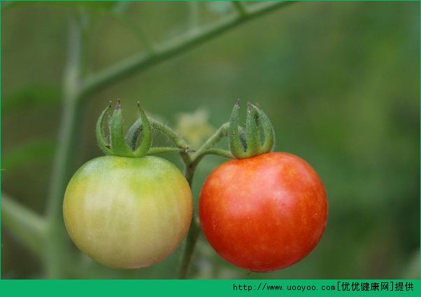 吃番茄有助预防糖尿病？吃番茄对糖尿病有什么好处？(5)