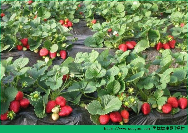 草莓含有什么维生素？草莓维生素C含量高吗？(3)