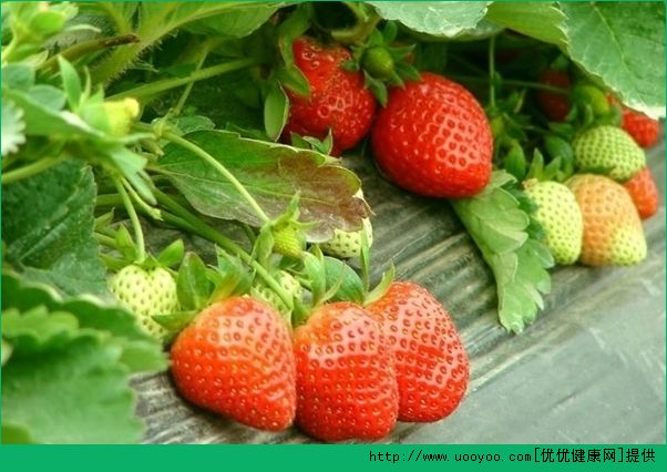 草莓含有什么维生素？草莓维生素C含量高吗？(4)