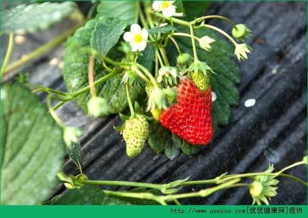草莓是酸性还是碱性？草莓是碱性水果吗？(4)