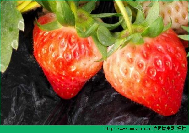 草莓孕妇能吃吗？孕妇吃草莓对胎儿有什么好处？(2)