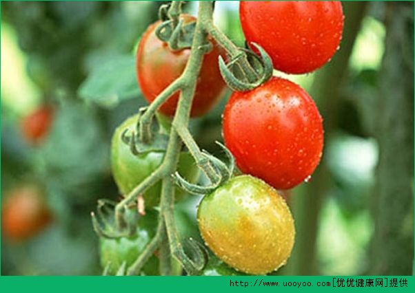 番茄和西红柿有什么区别？番茄和西红柿一样吗？(2)