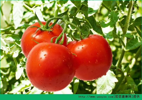 番茄和榴莲可以同食吗？西红柿和榴莲能一起吃吗？(3)