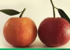 橙子切开为什么是红色的？红色果肉的橙子可以吃吗？[多图]