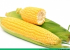 哪种玉米更好吃？哪种玉米营养更加丰富？[多图]