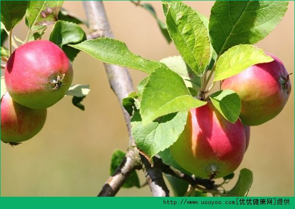 晚餐只吃苹果减肥吗？晚饭吃苹果减肥有效吗？(5)
