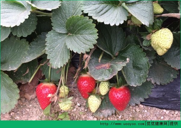 草莓变软了还能吃吗？怎么判断草莓是否坏了？(2)