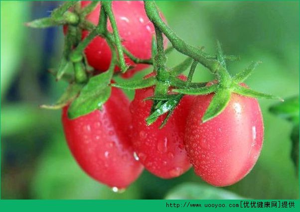 圣女果的功效和作用有哪些？小番茄的功效有哪些？(3)
