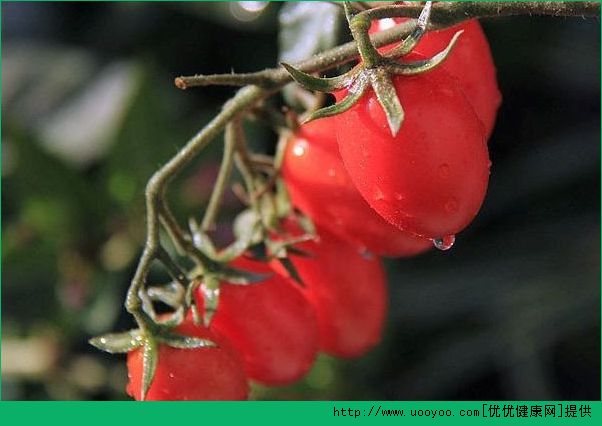 圣女果的功效和作用有哪些？小番茄的功效有哪些？(2)
