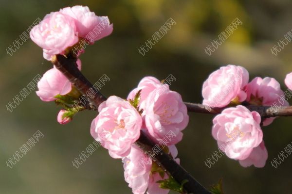 樱桃什么时候开花？樱桃树几年结果？(2)
