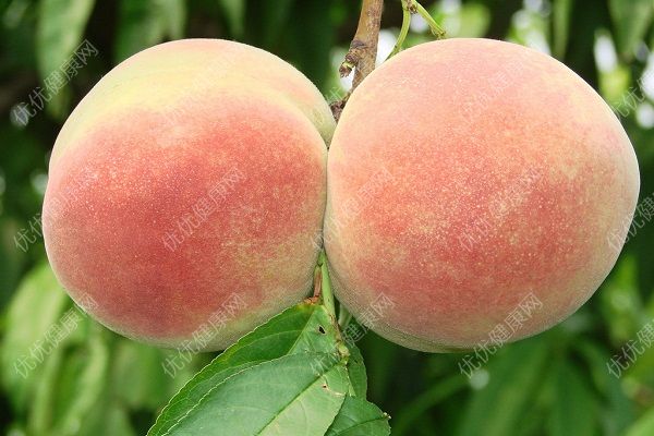桃子能吃的是什么？桃子的可食用部分(3)