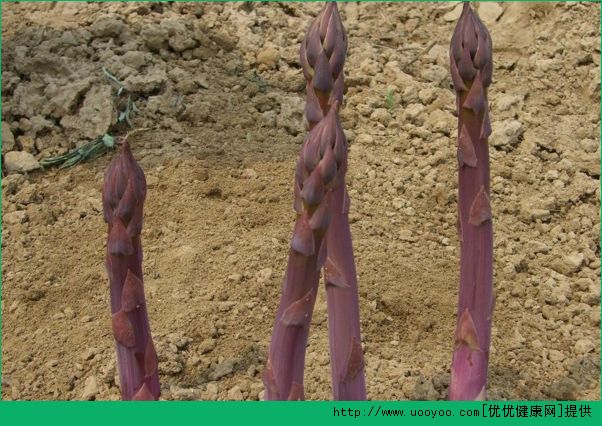 紫芦笋是转基因吗？紫芦笋和绿芦笋哪个好？(3)