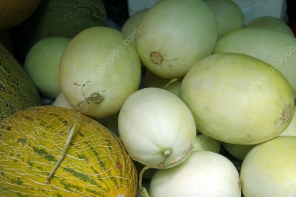 香瓜和哈密瓜有什么区别？香瓜和哈密瓜的营养价值(2)