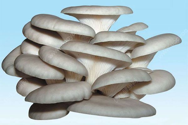 蘑菇有哪些种类？蘑菇菌类有哪些？(2)