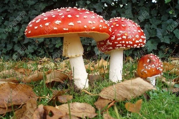 吃蘑菇会过敏吗？吃蘑菇中毒怎么办？(4)