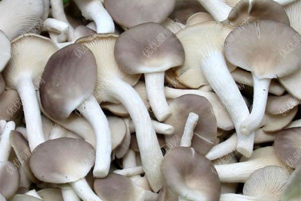 吃蘑菇会过敏吗？吃蘑菇中毒怎么办？(2)