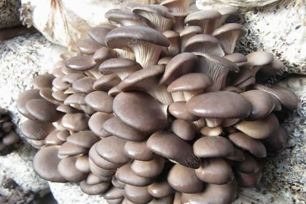 吃蘑菇会导致肾虚吗？蘑菇对肾脏的危害(1)