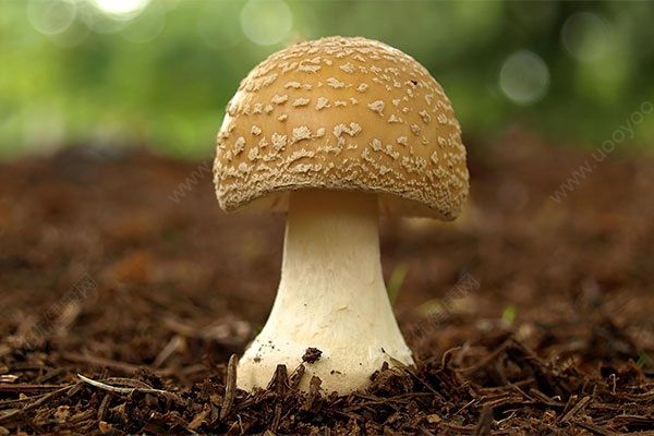 蘑菇有什么营养？吃蘑菇会拉肚子吗？(1)