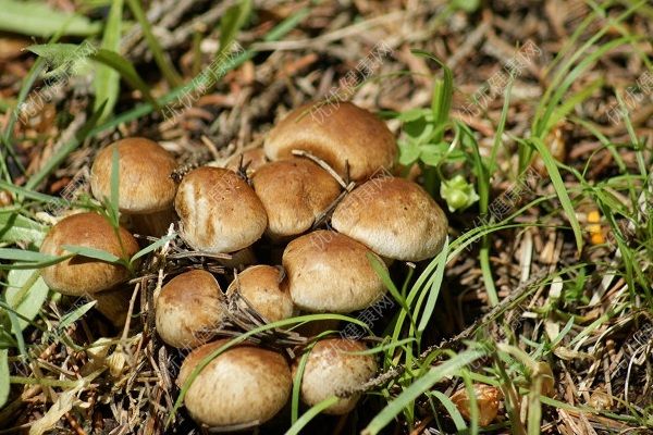 蘑菇能降血糖吗？蘑菇的功效与作用(4)