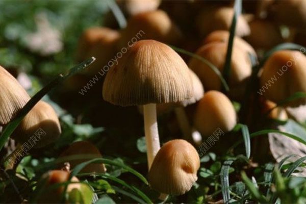哮喘能吃蘑菇吗？什么情况不能吃蘑菇？(1)