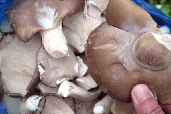 蘑菇有白毛能吃吗？蘑菇长了白毛还能吃吗？(2)