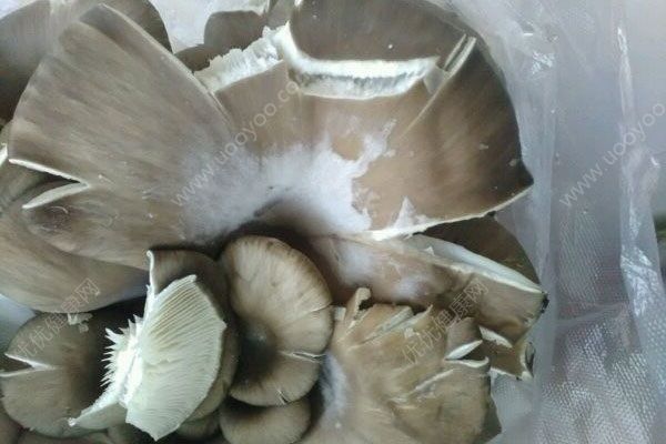 蘑菇有白毛能吃吗？蘑菇长了白毛还能吃吗？(1)