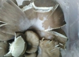 蘑菇有白毛能吃吗？蘑菇长了白毛还能吃吗？[多图]