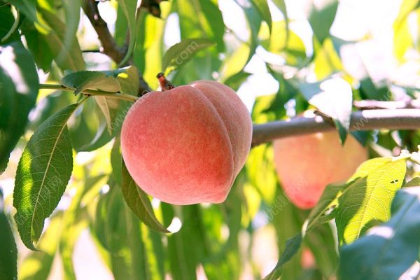 吃桃子可以减肥吗？吃桃子减肥好吗？(1)